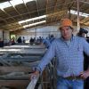 Strapped farmers holding on to older rams come sale time
